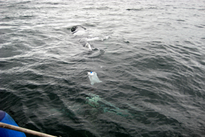 Humpback whale dragging fishing gear, Hook Head, Wexford 21/06/09 � Chris Maguire